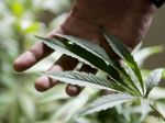 Marihuana sa bude dať kúpiť legálne v Uruguaji