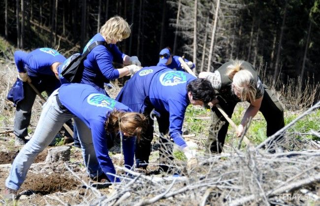 V Nízkych Tatrách prekonali rekord vo výsadbe stromčekov za jeden deň