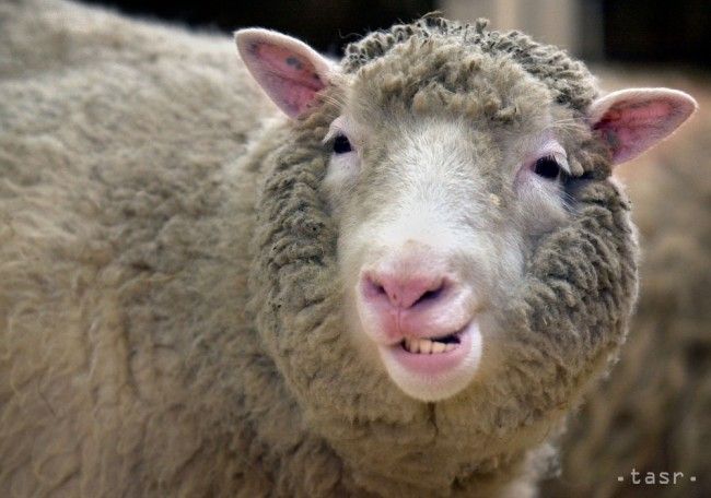 Pod epidémiu kliešťovej encefalitídy sa podpísal ovčí syr