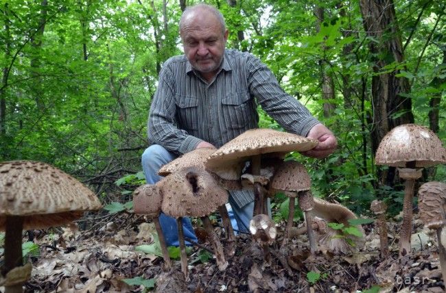 Zemplínski hubári si už pochutnávajú na bedliach vysokých