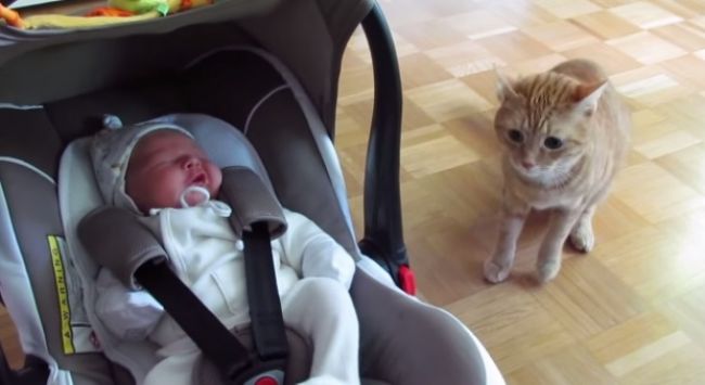 Video: Mačka vidí prvýkrát bábo
