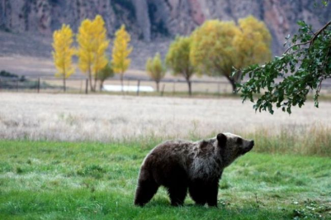 Tatry sa trápia s kontajnerovými medveďmi, štát však nekoná