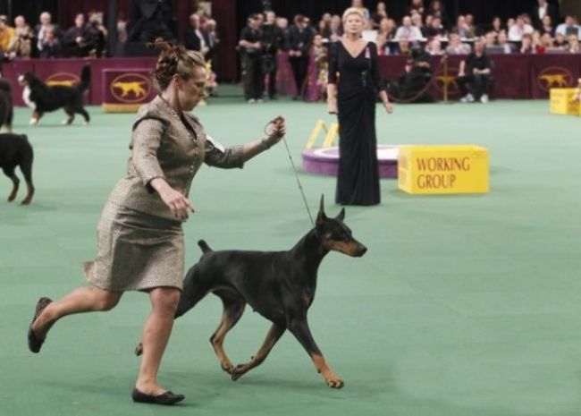 Dobermanny budú súťažiť na majstrovstvách sveta v Lozorne