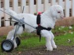 Video: Invalidný vozík pre kozliatko