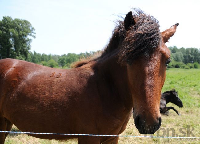 Ostrovu na Dunaji vrátili život, trávu spásajú kone