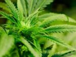 Na Slovensku sa tešia obľube hlavne pervitín a marihuana