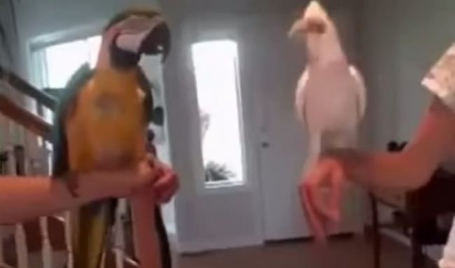 Video: Tancujúce papagáje