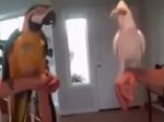 Video: Tancujúce papagáje
