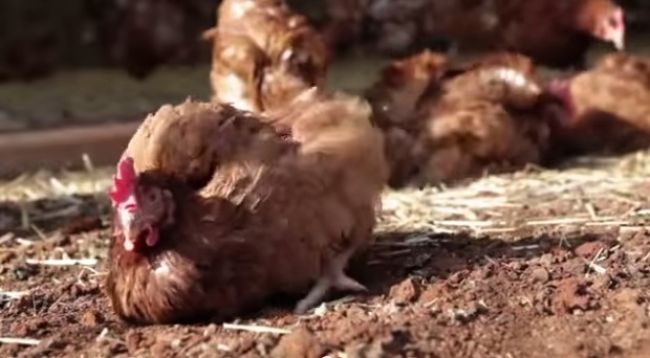 Video: Sliepky z klietkového chovu po prvýkrát vonku
