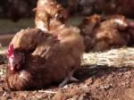Video: Sliepky z klietkového chovu po prvýkrát vonku