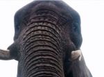 Slonica v britskom safari parku našla mobil a urobila si 'selfie'
