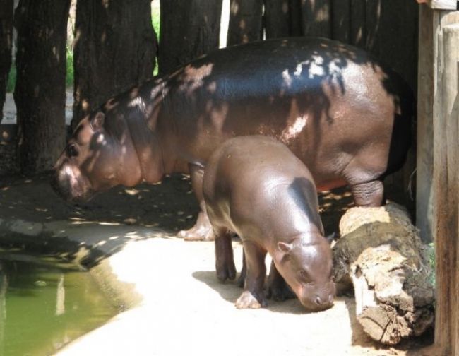 Deň detí bude patriť ZOO, v Bratislave pokrstia malú hrošicu