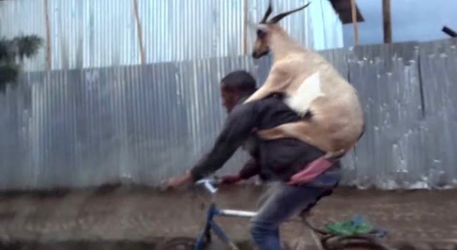 Video: Muž vezie na bicykli kozu