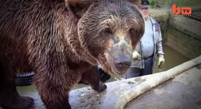 Video: Medvedí muž - odvaha mu určite nechýba