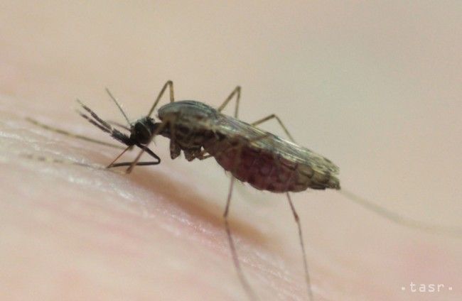 Malária, ktorú šíria komáre, sa u nás nevyskytuje
