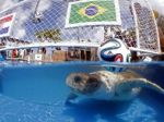 Korytnačka predpovedá výsledky, úvodný zápas vyhrá Brazília