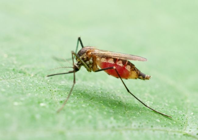 Briti geneticky modifikovali komáre, aby plodili iba samce