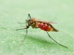 Briti geneticky modifikovali komáre, aby plodili iba samce