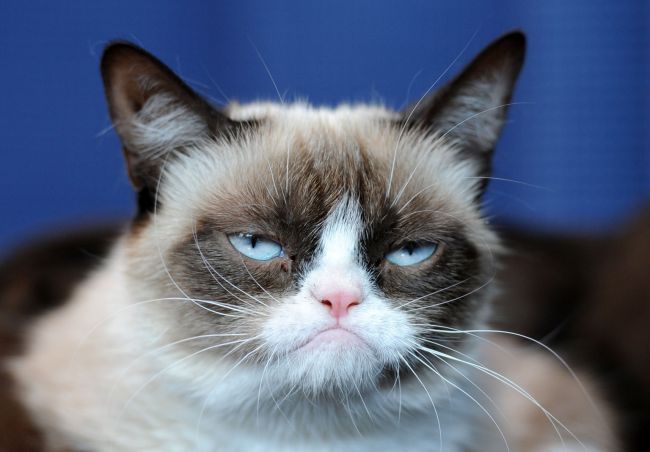 Populárna Grumpy Cat bude mať vlastný vianočný film