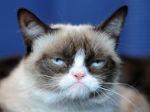 Populárna Grumpy Cat bude mať vlastný vianočný film