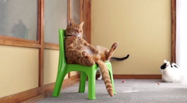 Video: Mačací relax na stoličke