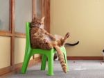 Video: Mačací relax na stoličke