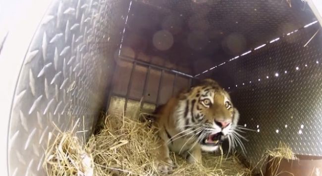 Video: Vypustenie tigrov na slobodu