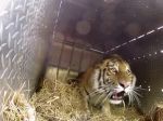 Video: Vypustenie tigrov na slobodu
