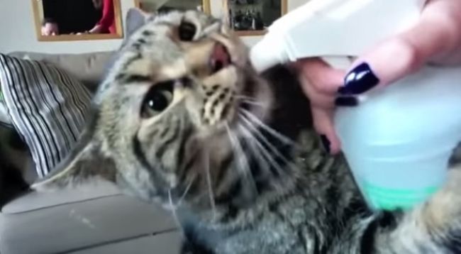 Video: Mačka a rozprašovač s vodou