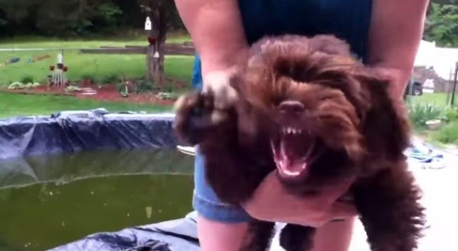 Video: Keď sa pes naštve na záhradný vysávač