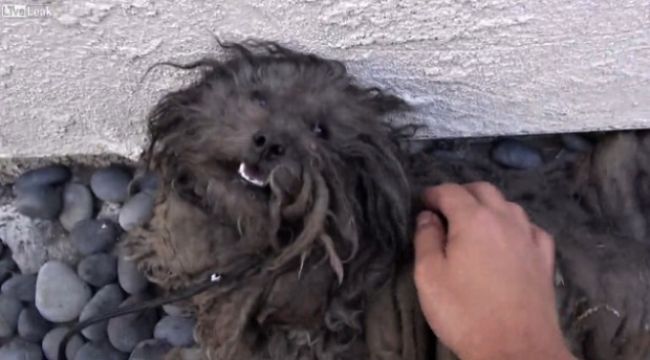 Video: Záchrana psíka z ulice