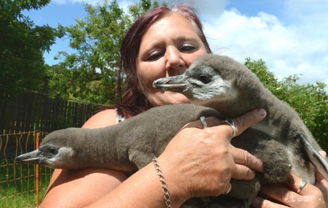 V košickej zoo už môžu návštevníci vidieť nové mláďatá tučniaka