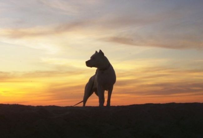 Majiteľka dogy dostala za útok podmienku, na súde plakala