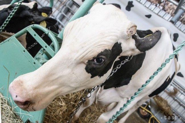 V rumunskej hovädzine zrejme zistili chorobu šialených kráv