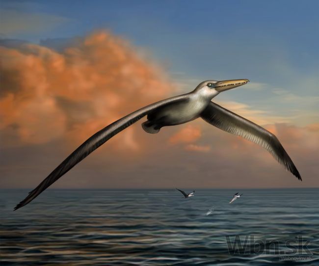 V USA identifikovali fosíliu najväčšieho vtáka na svete