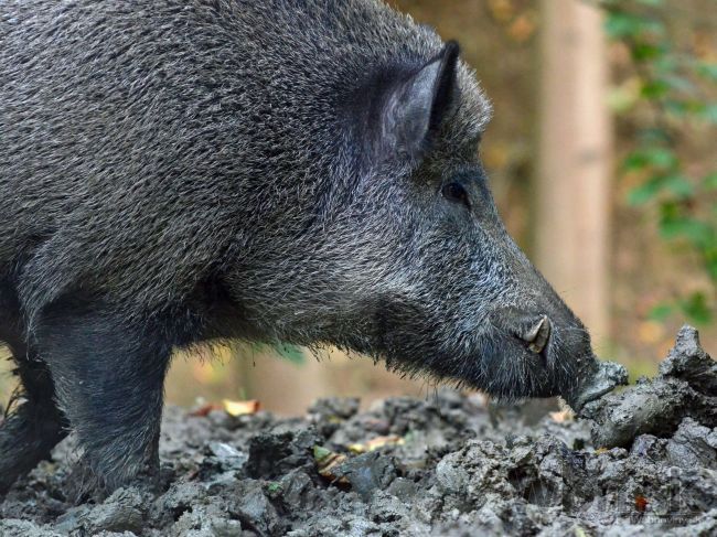 Hlina násilne držal diviaka na farme, hneval sa Martvoň