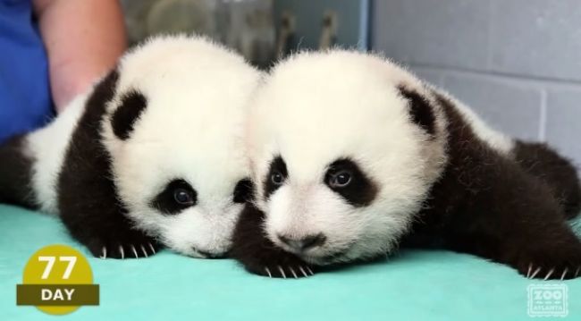 Video: Prvých 100 dní novonarodených pandích mláďať