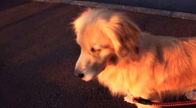 Video: Pes napodobňuje sirénu