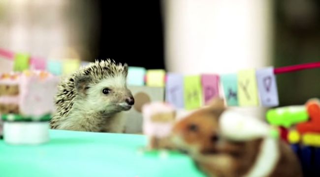 Video: Oslava zvieracích narodenín