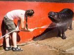 Zvieratá v ZOO si užívajú sprchu aj zmrzlinu