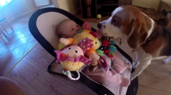 Video: Ako sa psík ospravedlňuje bábätku