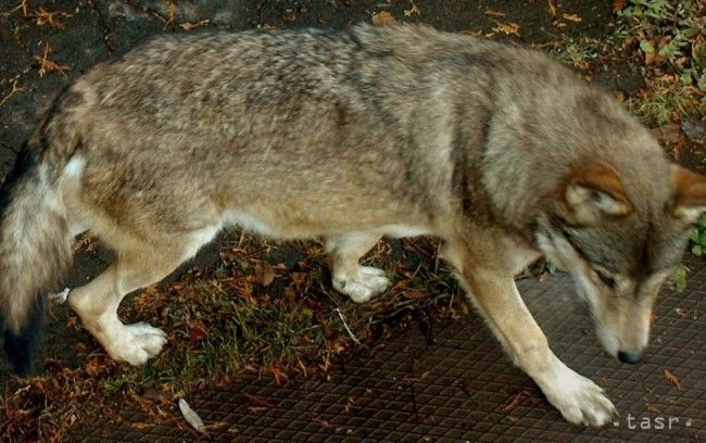 Vlky z východného Slovenska prechádzajú na sever Maďarska