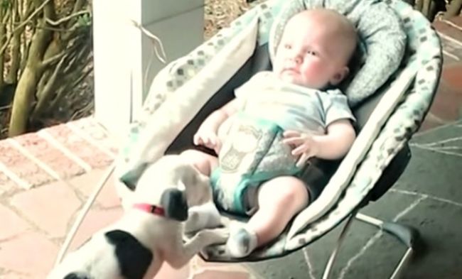 Video: Pes a bábo - rozkošná dvojica