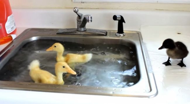 Video: Kačky sa predvádzajú v kuchynskom dreze