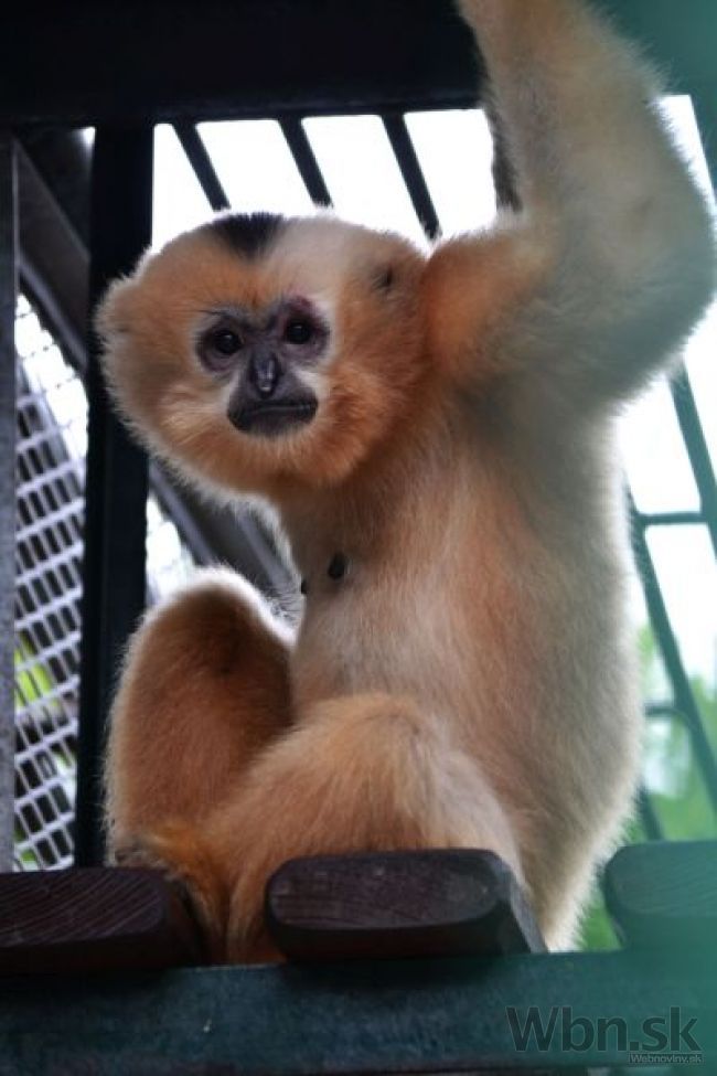 Bratislavská zoo má nový prírastok, narodil sa malý gibon