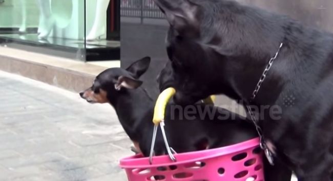 Video: Ako sa jeden psík stará o druhého