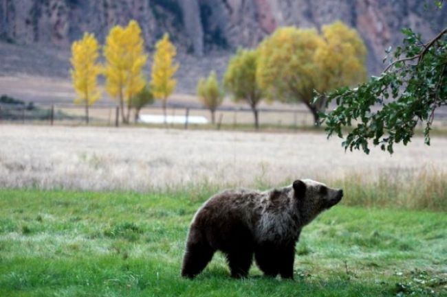 Po okraji Prešova sa potuluje medveď, chcú ho zastreliť