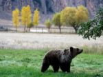 Po okraji Prešova sa potuluje medveď, chcú ho zastreliť