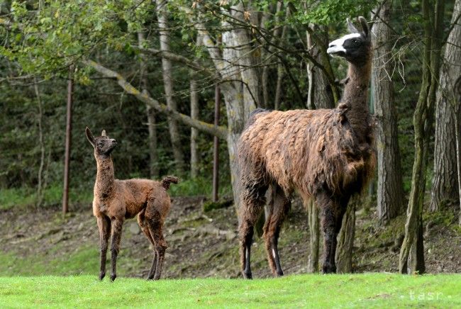 V košickej zoo sa narodili mláďatá makaka a lamy