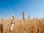 Ukrajina očakávala rekordnú úrodu obilnín, boje to zmenili